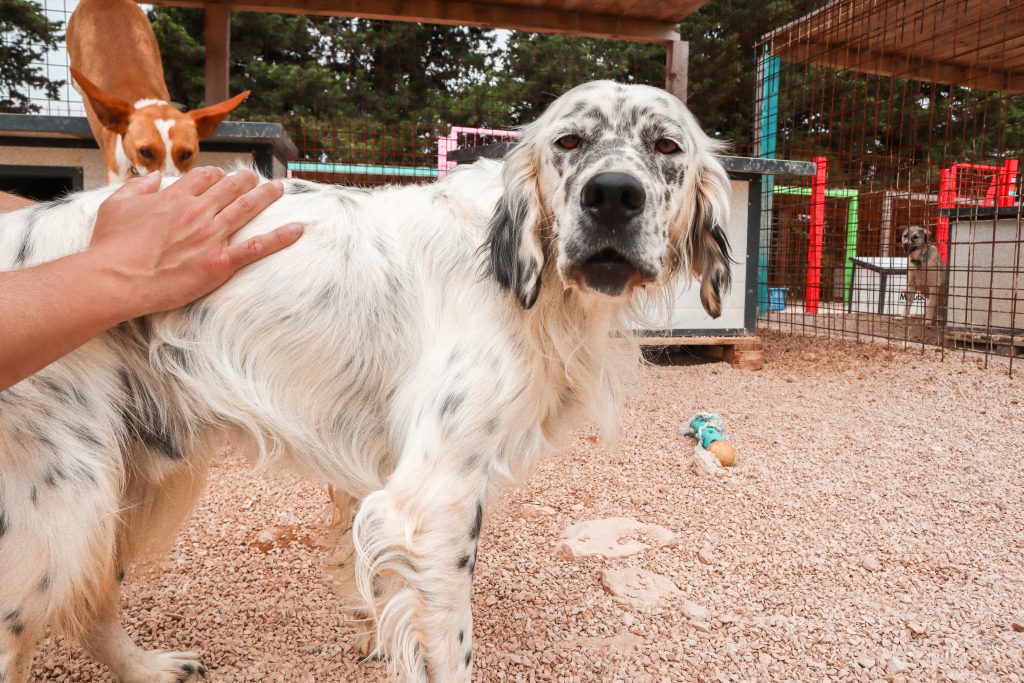 Zadarski Azil Croatian dog rescue shelter in Zadar