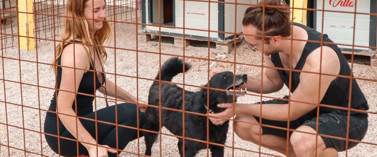 Zadarski Azil Croatian dog rescue shelter in Zadar