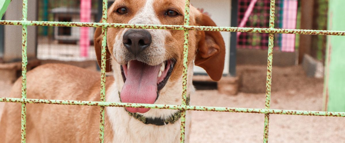 Zadarski Azil Croatian dog rescue shelter in Zadar