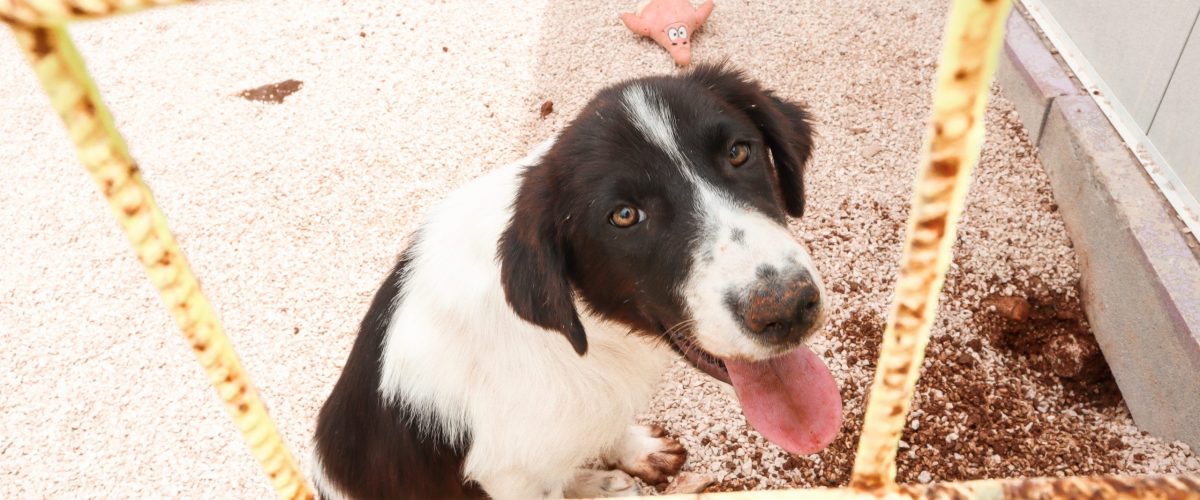 Zadarski Azil Croatian dog rescue shelter in Zadar